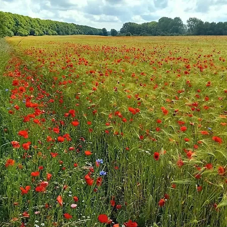 Neu Pfarrhof In Ostseenaehe
