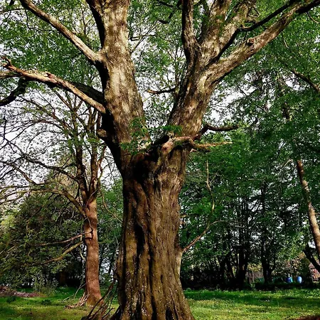Lägenhet Neu Pfarrhof In Ostseenaehe