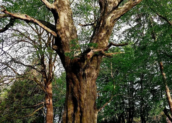 Apartamento Neu Pfarrhof In Ostseenaehe